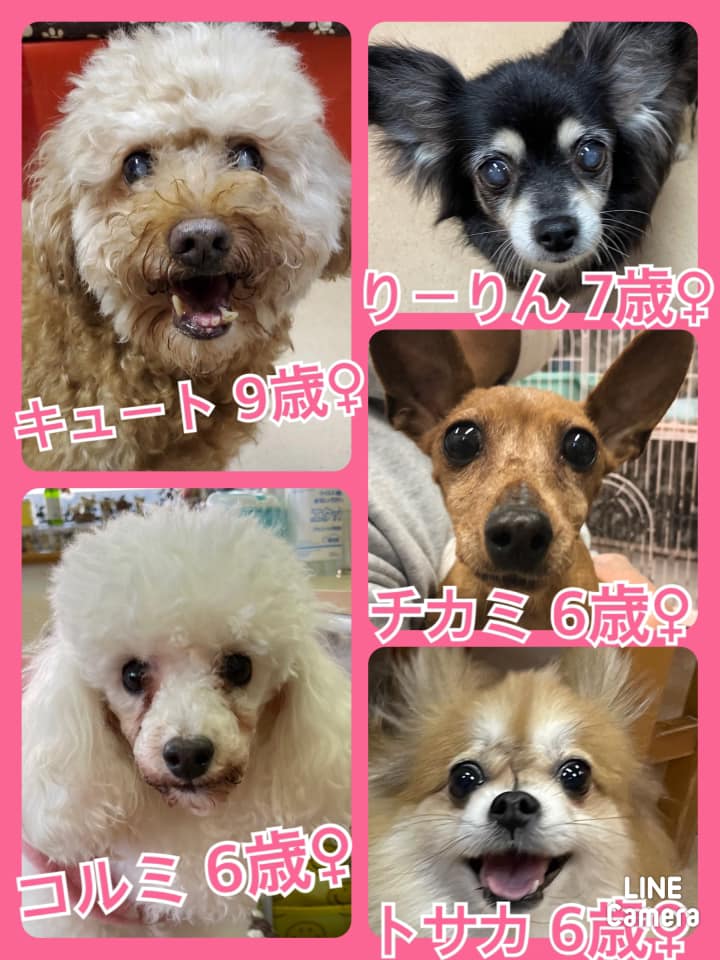 🐾今日の里親様募集中ワンコ🐶メンバーです🐾2022,3,6【保護犬カフェ天神橋店】